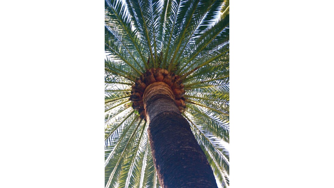 dessous de palmier.jpg
