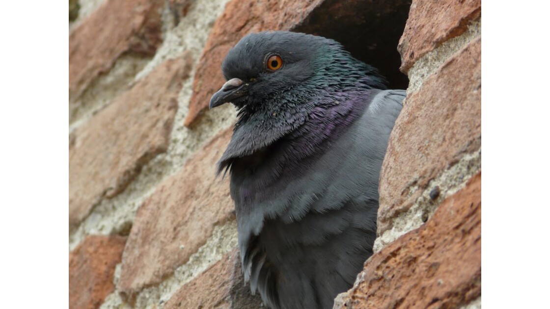 Pigeon voyeur.JPG