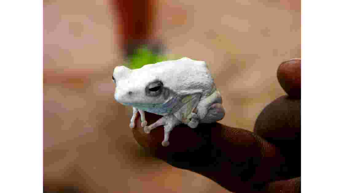 Kenya Tsavo grenouille.JPG