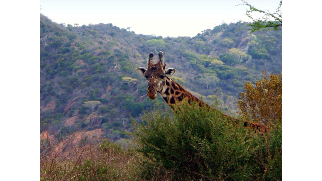 Kenya Tsavo girafe.JPG