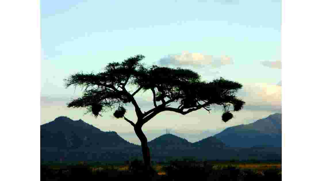 Kenya Tsavo arbre.JPG