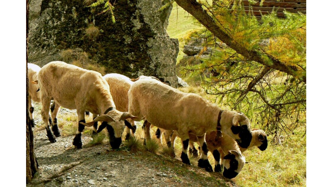 Moutons nez noirs du Valais