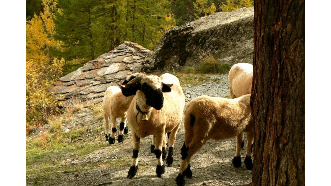 Moutons Nez noirs du Valais 2