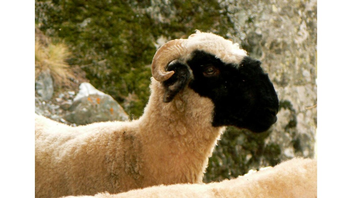 Moutons Nez noirs du Valais 3