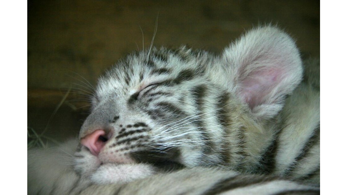 Bebe Tigre Blanc Endormi Bebe Tigre Blanc Ne Au Zoo Geo Fr