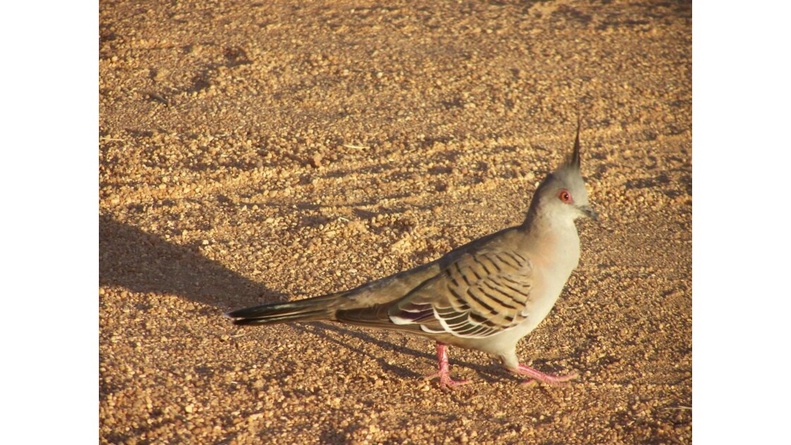 Crested_Pigeon_Northern_Territory.jpg