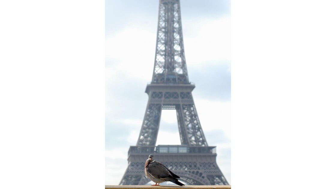Pigeon à la tour Eiffel (Paris)