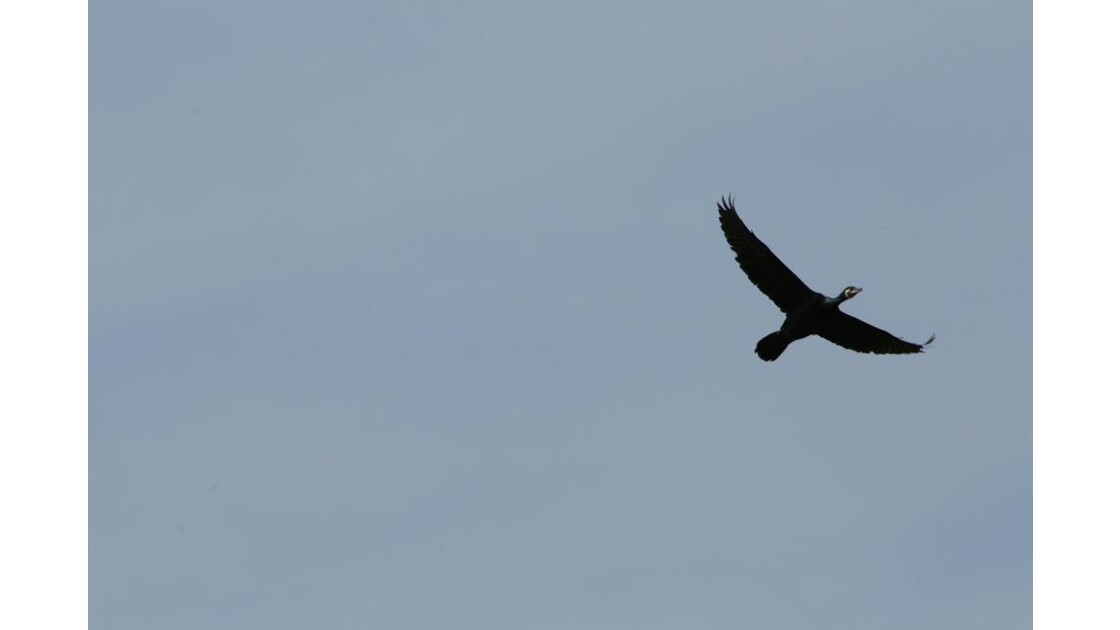 Grand cormoran.JPG