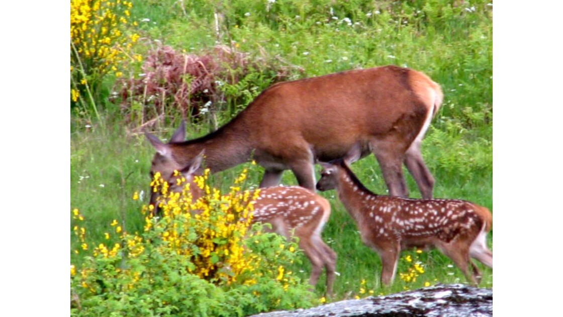 Biche Et Faon Geo Fr