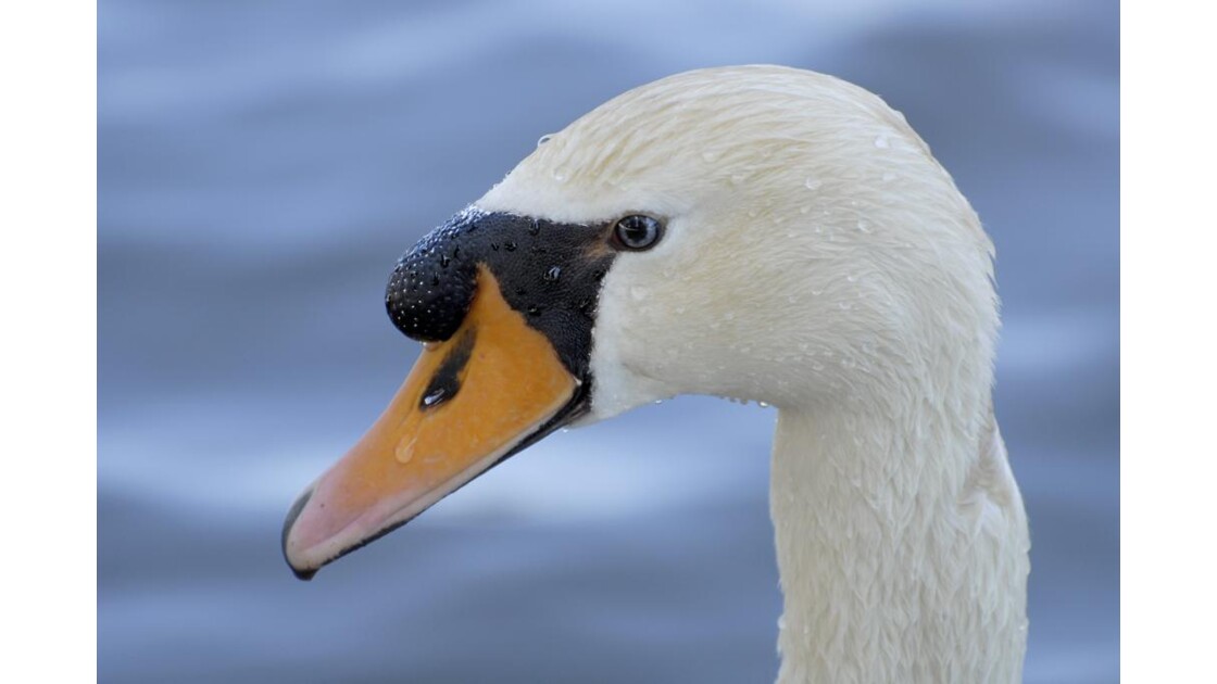 Portrait De Cygne Blanc Portrait De Cygne Sur Fond Geo Fr