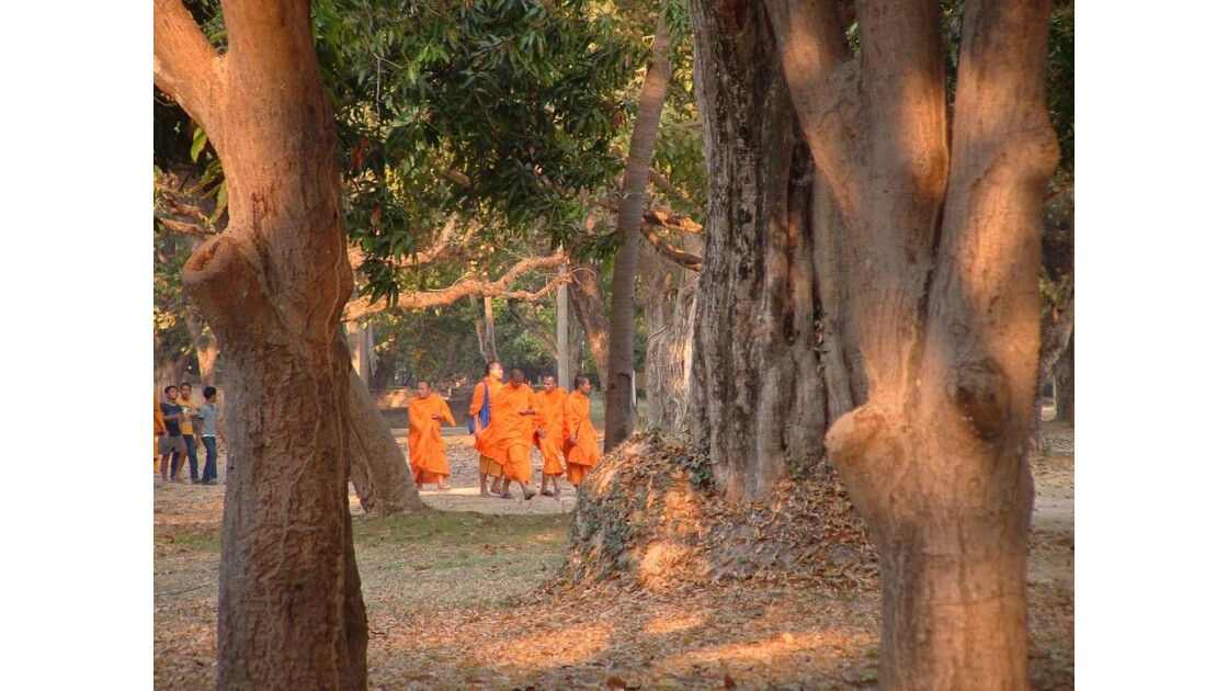 moines au soleil