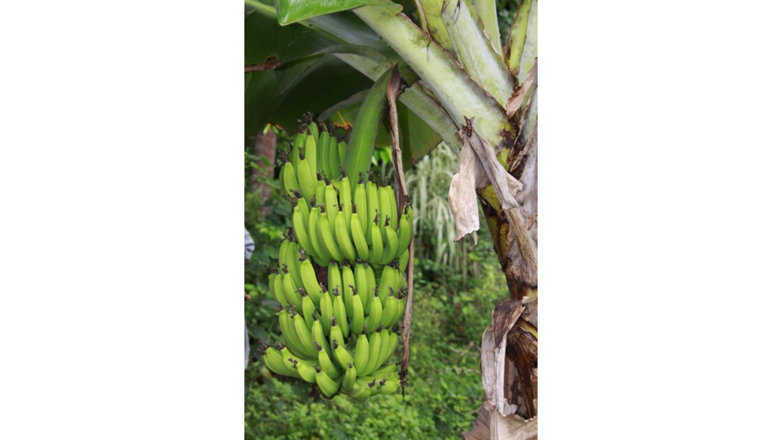 bananier du vanuatu