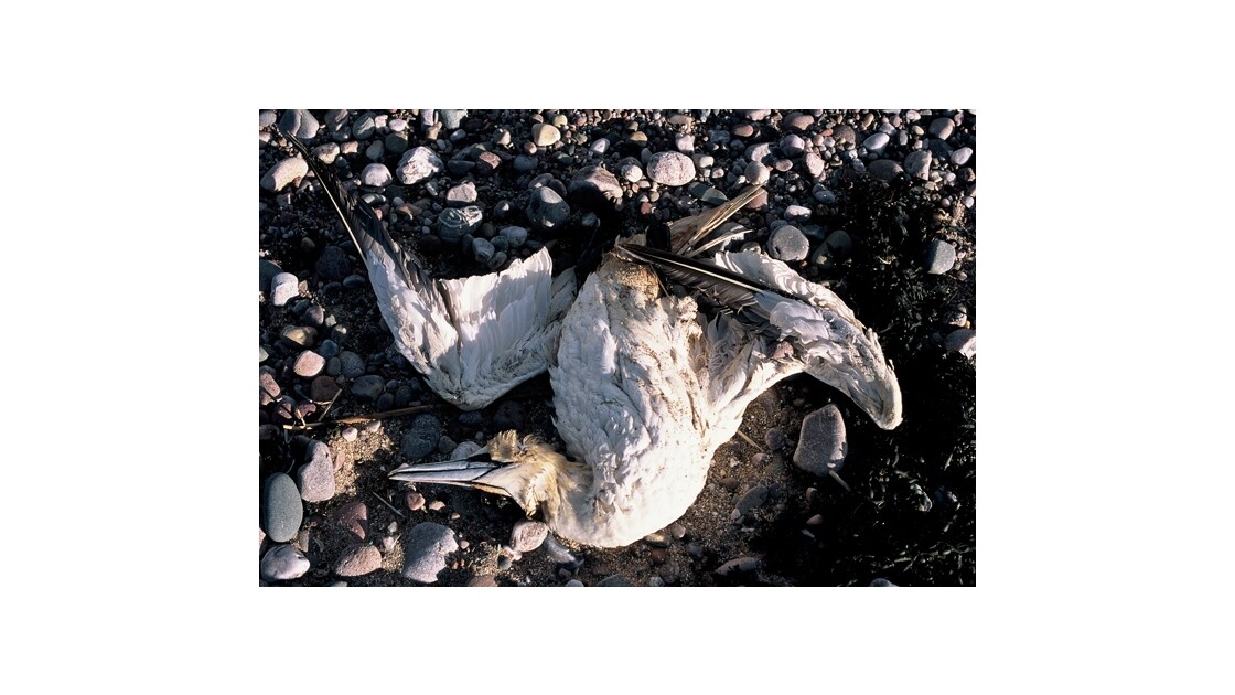 dead seagull