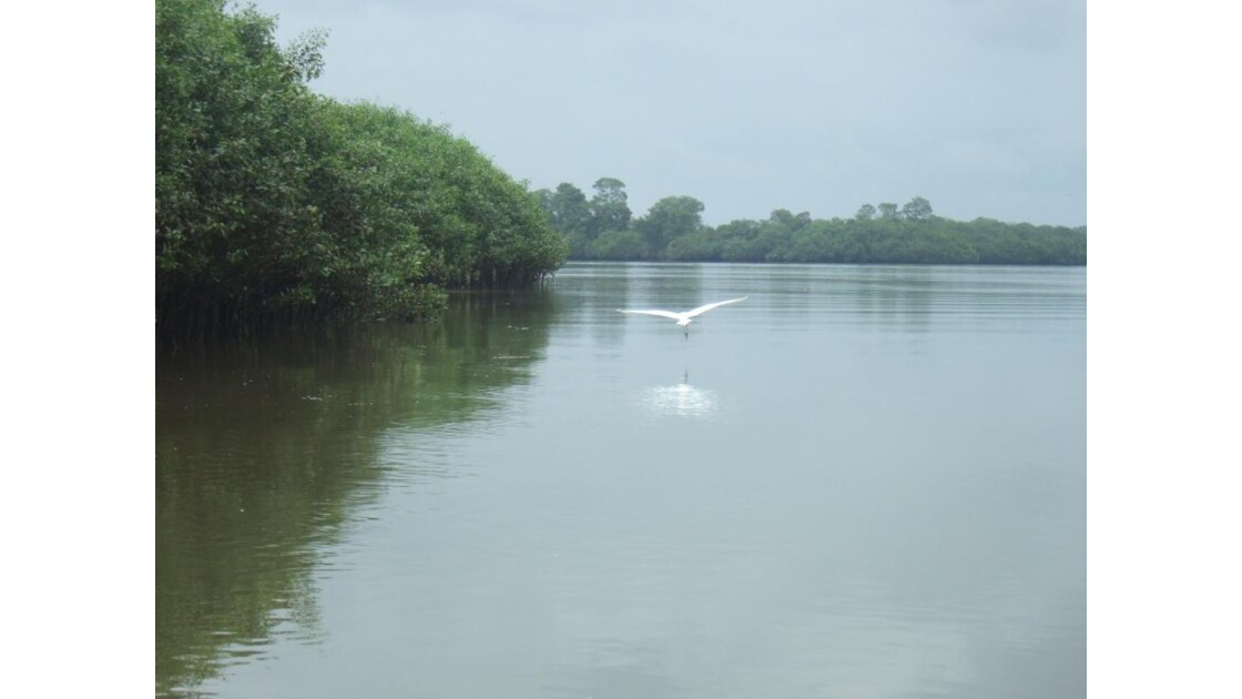 Oiseau des Mangroves.JPG