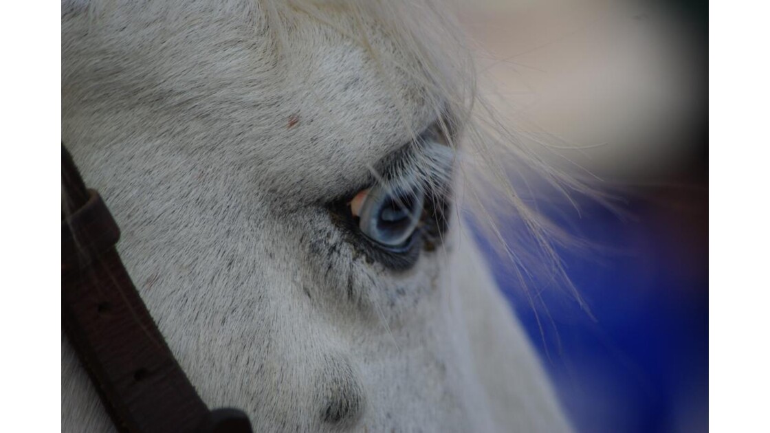 cheval aux yeux bleus, Geo.fr