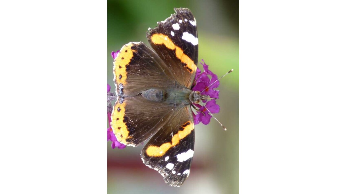 papillon en beauté.jpg