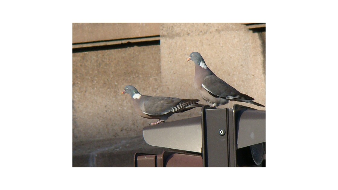 2 pigeons ramiers.JPG
