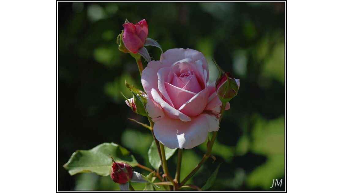 Rose Jardin des Plantes