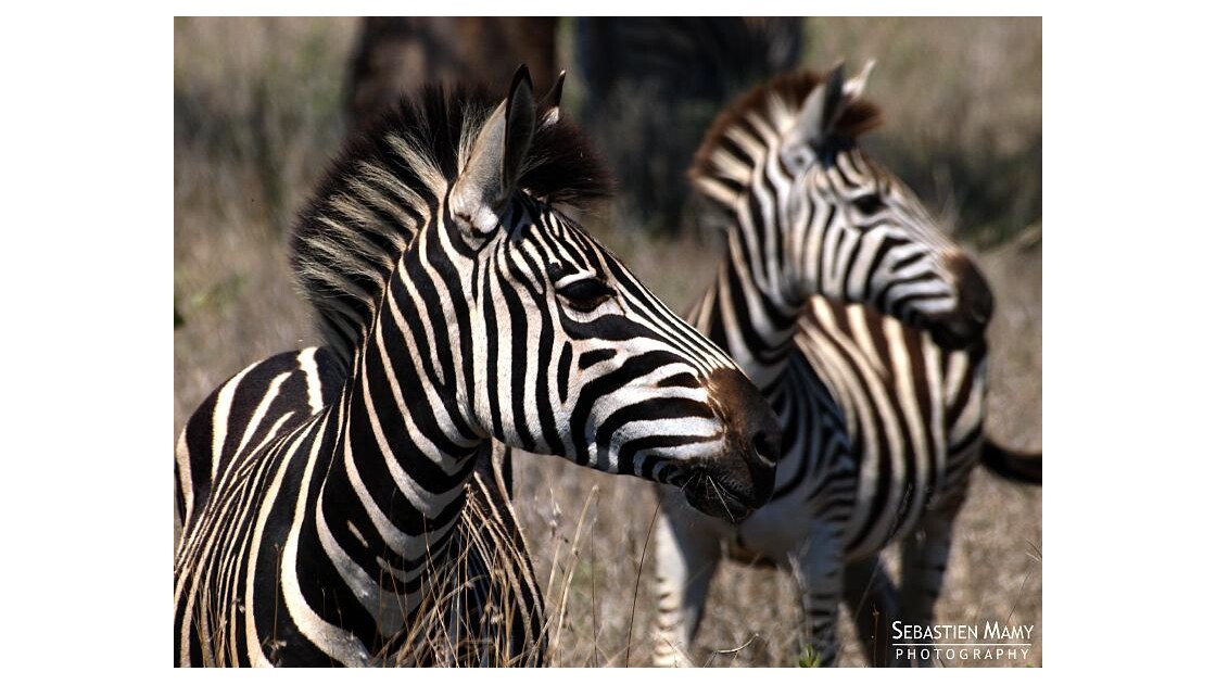 Zebres - Afrique du Sud