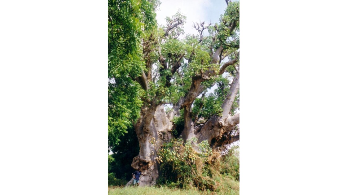 Sénégal baobab