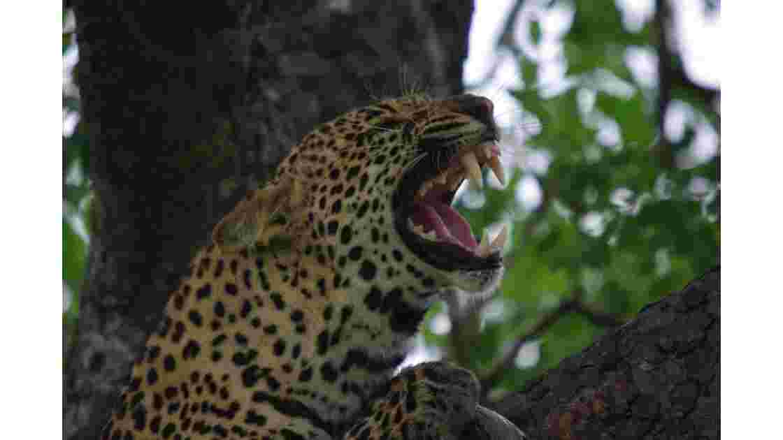 leopard devorant un boa