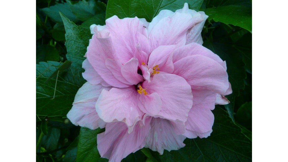 P1000550.JPG hibiscus rose