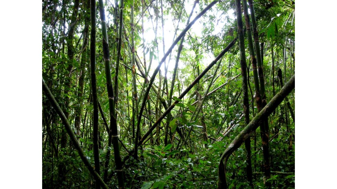 La jungle de Ranomafana
