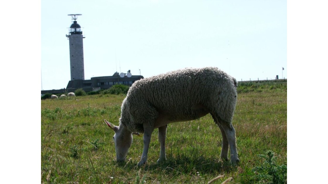 Cap Gris Nez phare et mouton.JPG