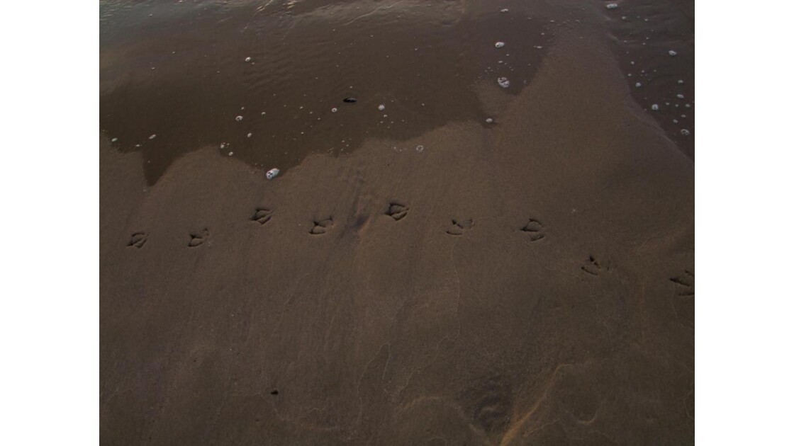 Calais tracesde mouette sable mouillé.