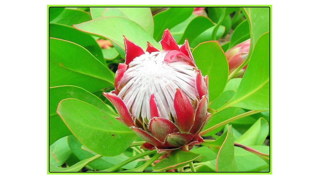 Protéa, fleur d'Afrique du Sud