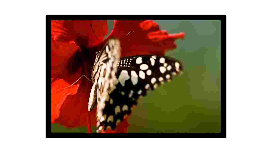 Papillon sur une fleur d'Ibiscus