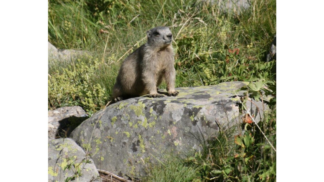 Le Roi Marmotte