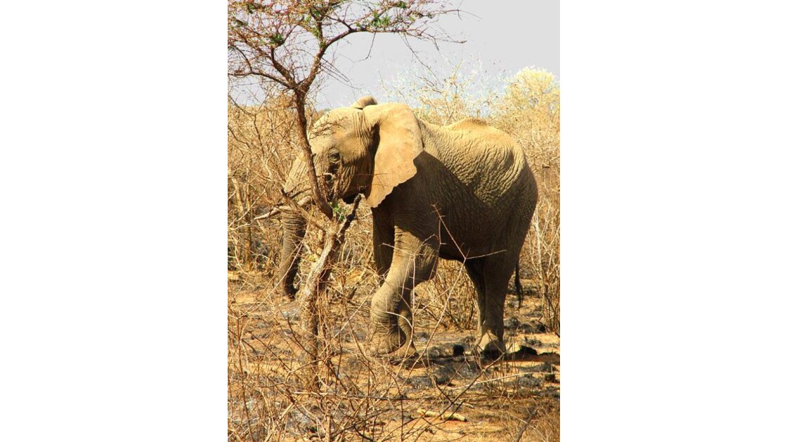 Eléphant du Tsavo 2