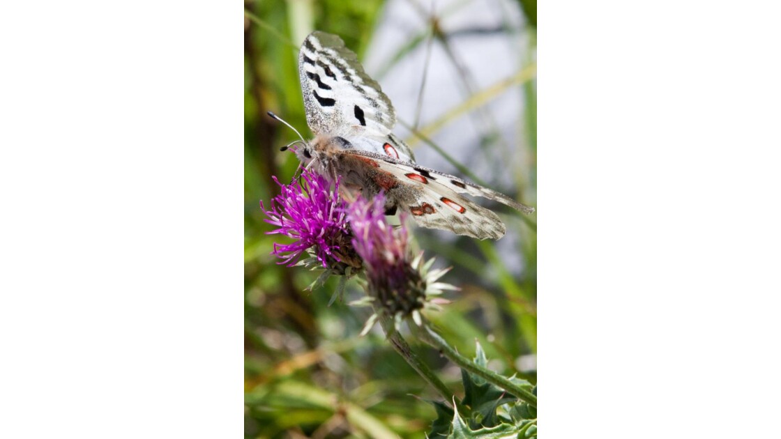 Papillon chardon
