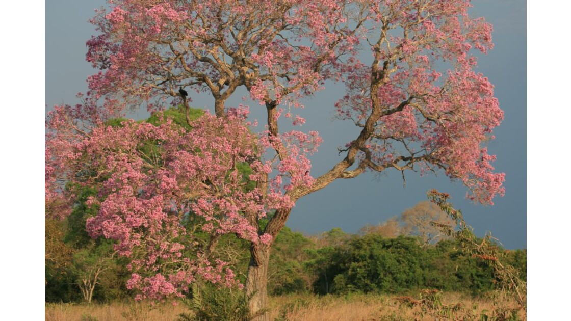 Brésil: Pantanal