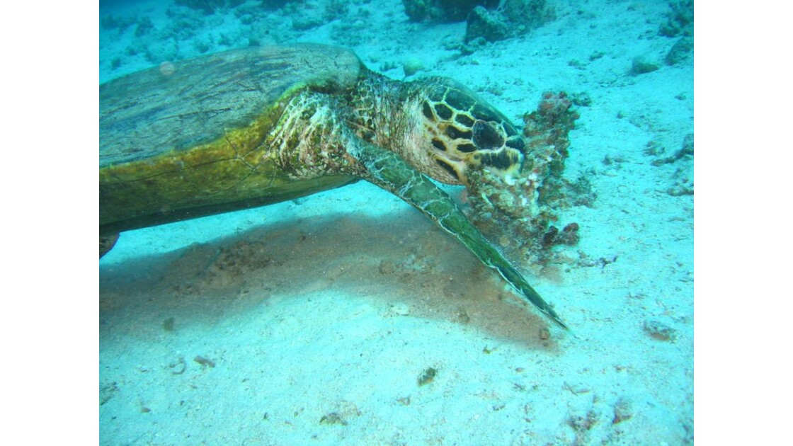 Tortue mangeant du corail