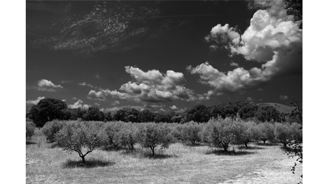 Champs d'oliviers en campagne aixoise