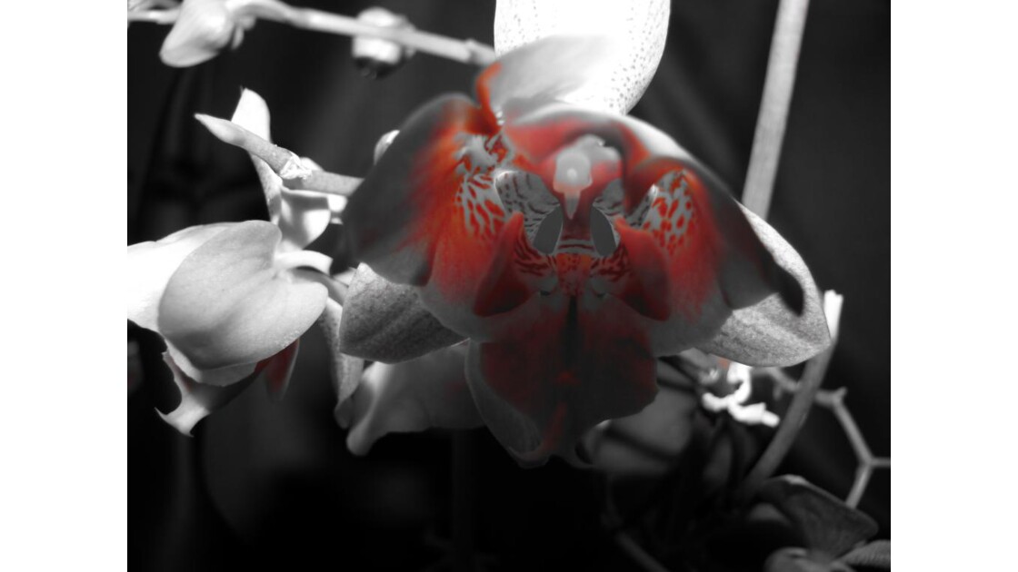  orchidée 