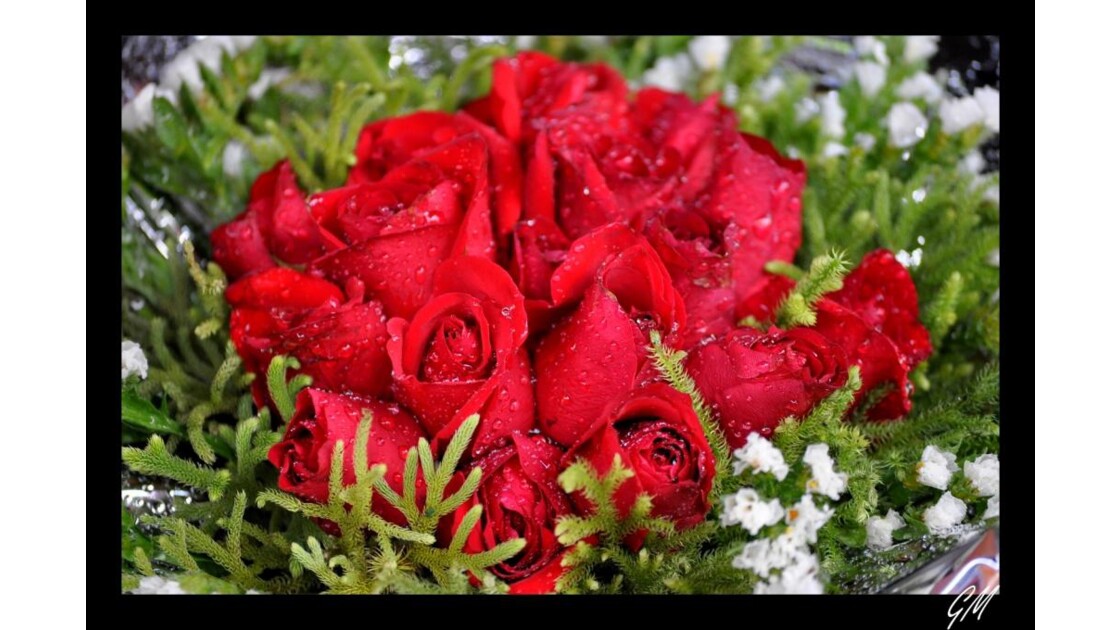 Sublimes Roses Rouges.