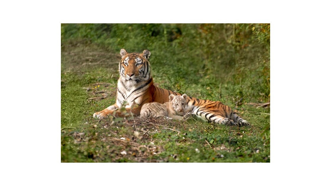 Tigresse et son petit