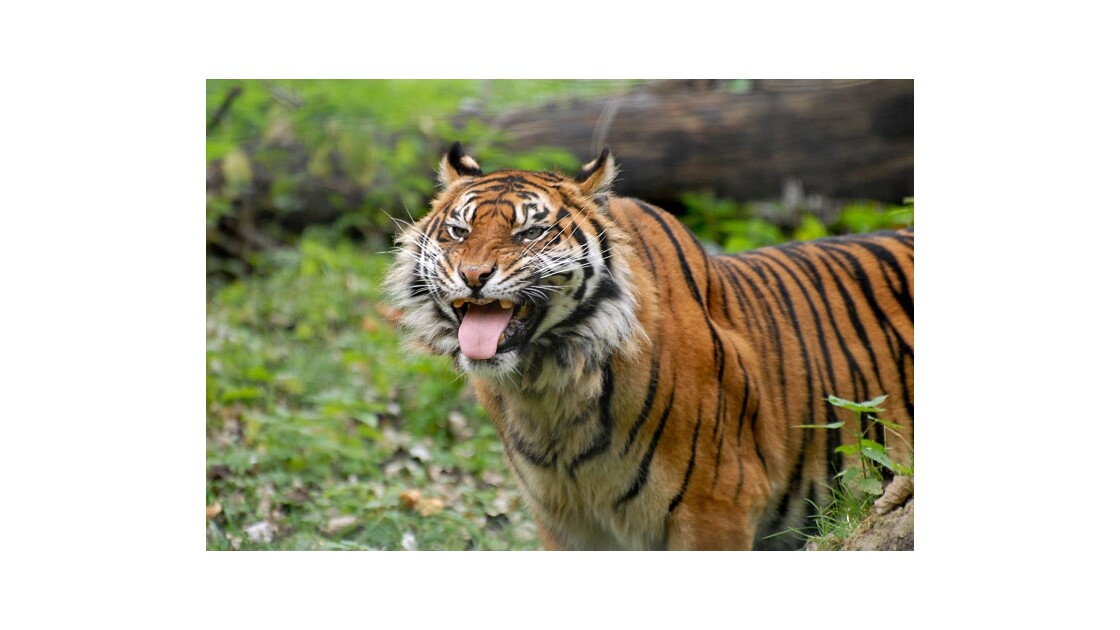 Grimace de tigre de Sumatra