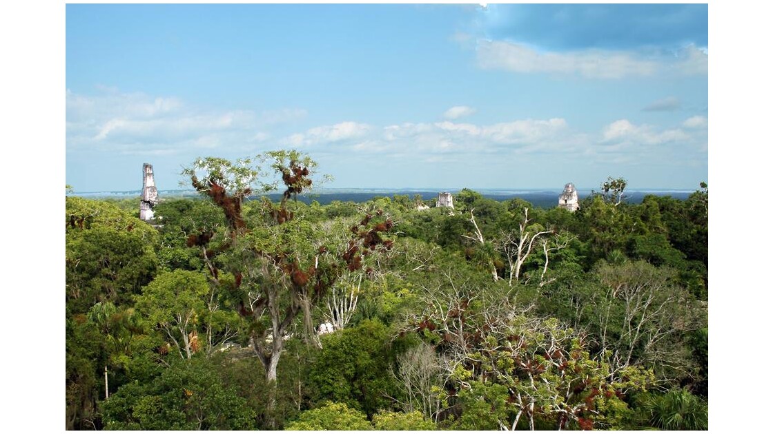 Au coeur de la jungle du Peten Tikal.