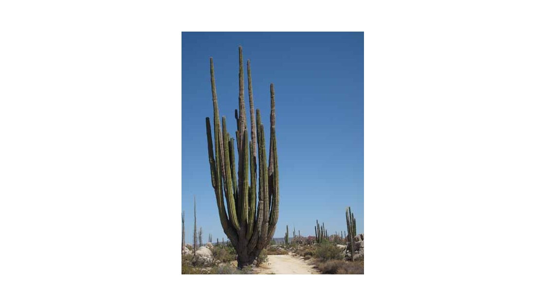 Mexique - Baja California