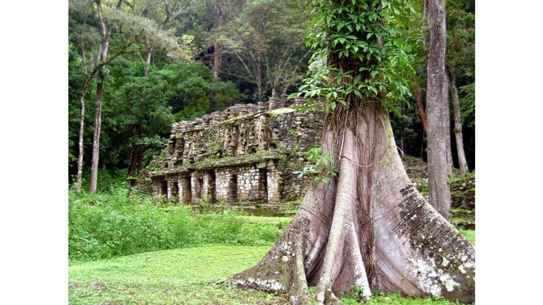 La nature a repris aux mayas....