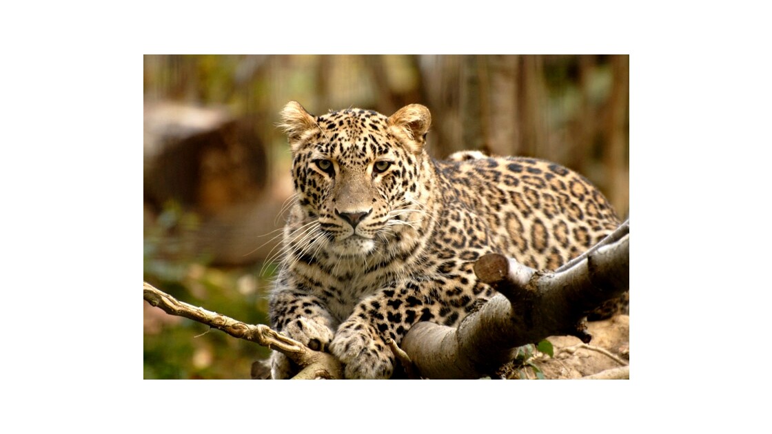 Panthère ou léopard de Perse