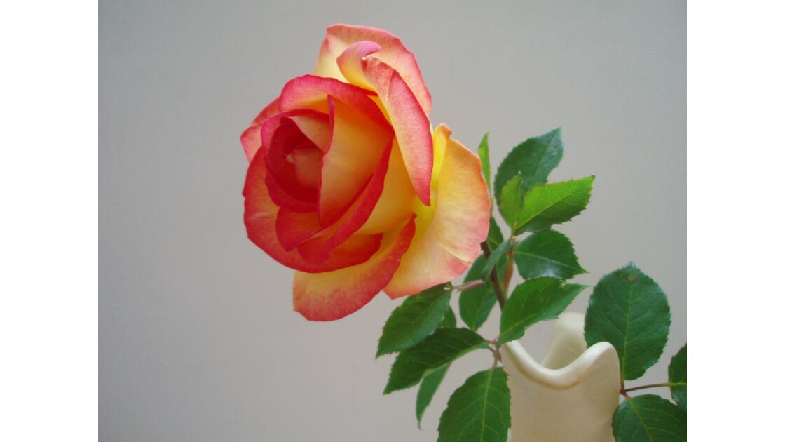 Rose-01