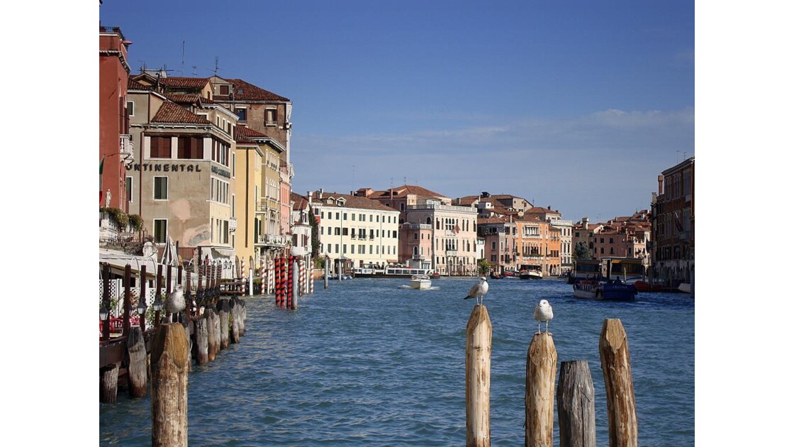 Venise : 3 mouettes à Santa Lucia