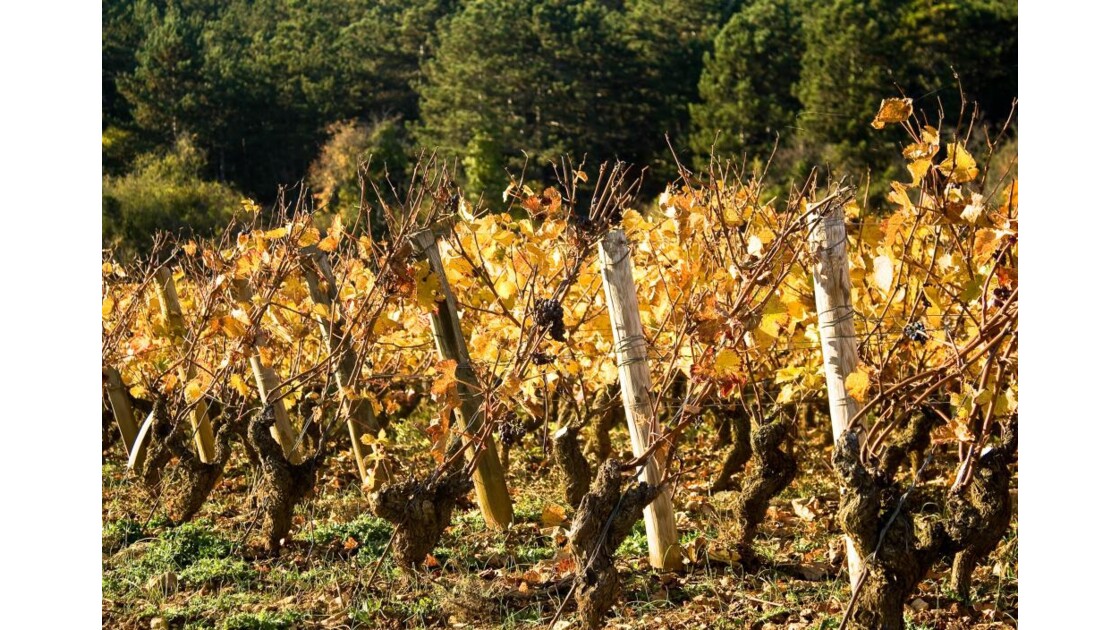 Vineyards in autumn colours