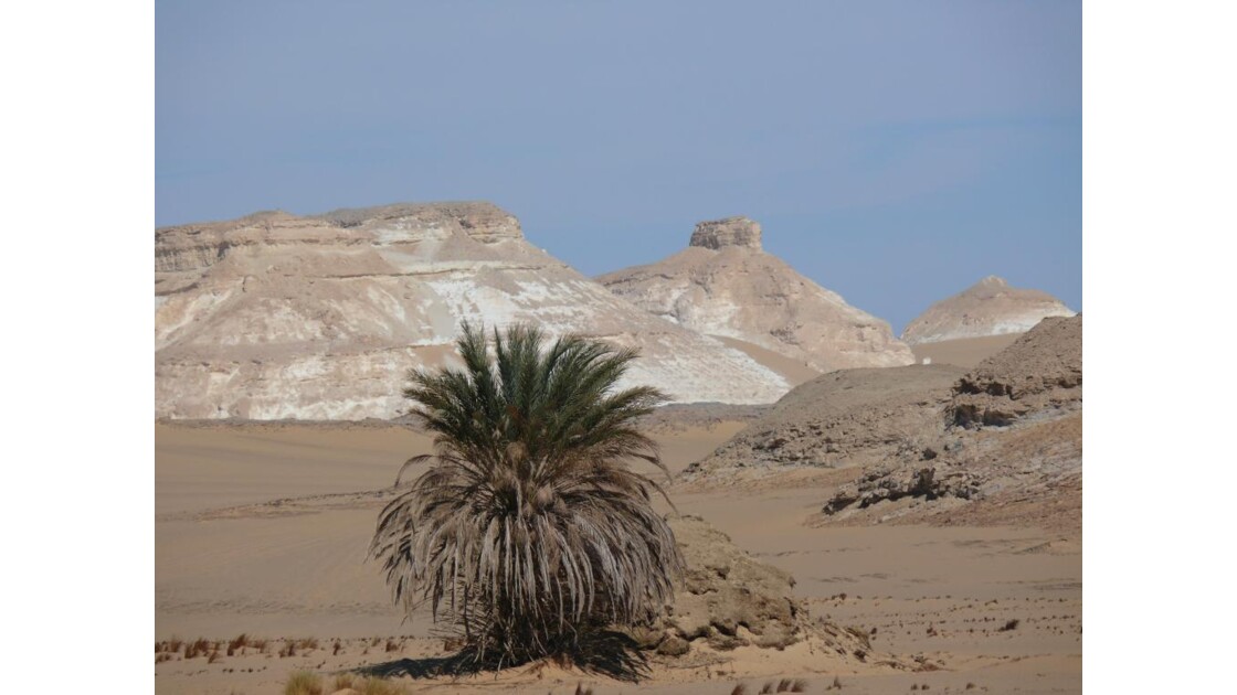 un palmier dans le désert blanc