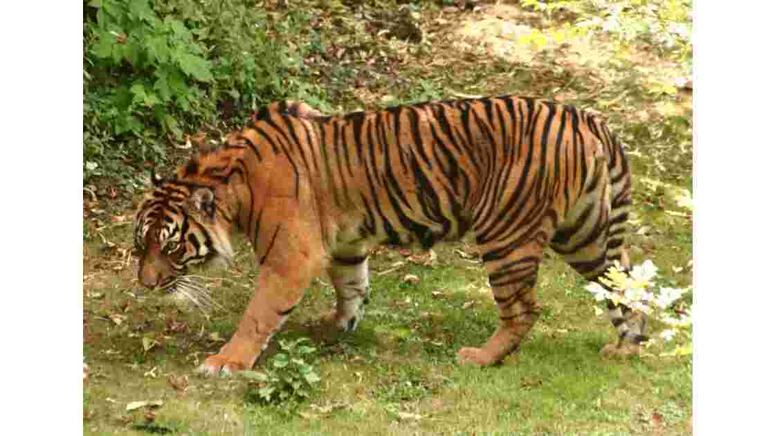 Tigre de Java